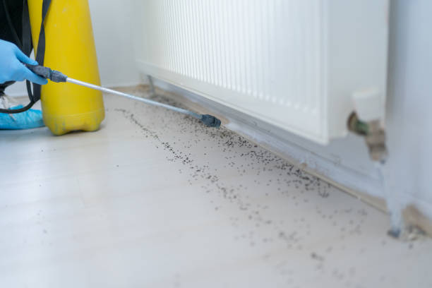 Best Termite Control Services  in Calhoun Falls, SC